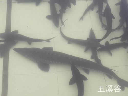 三文魚(yú)養(yǎng)殖