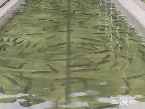 三文魚(yú)養(yǎng)殖2