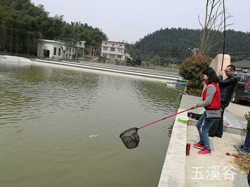 五溪谷三文魚(yú)捉魚(yú)